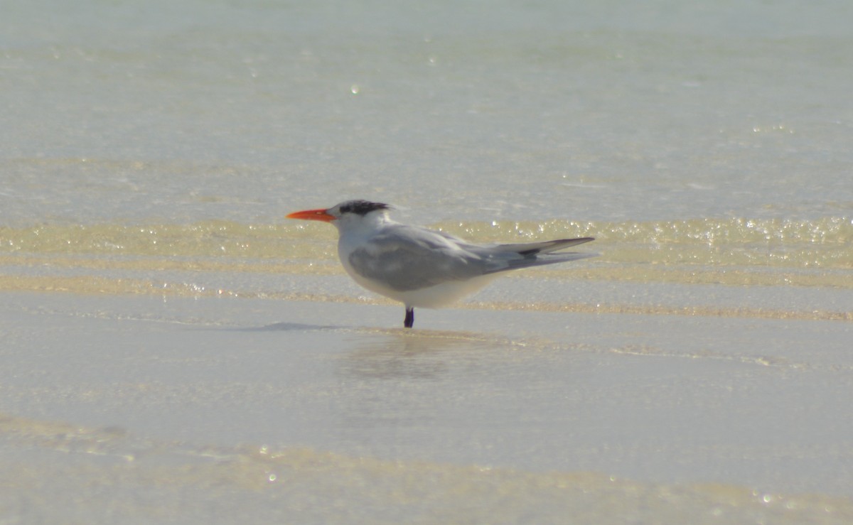 Royal Tern - Keith M Kemp