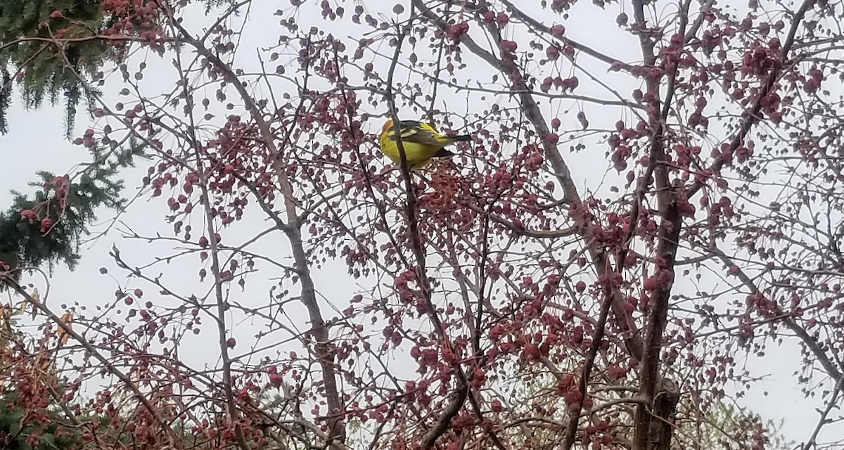 Western Tanager - ML155665391