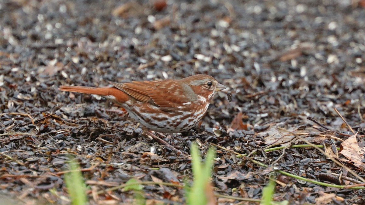 Fox Sparrow - ML155665411