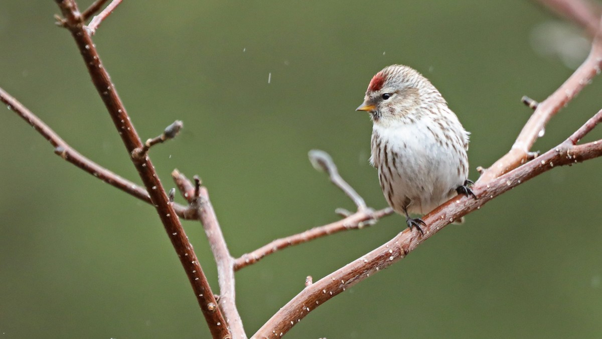 Common Redpoll - ML155667021