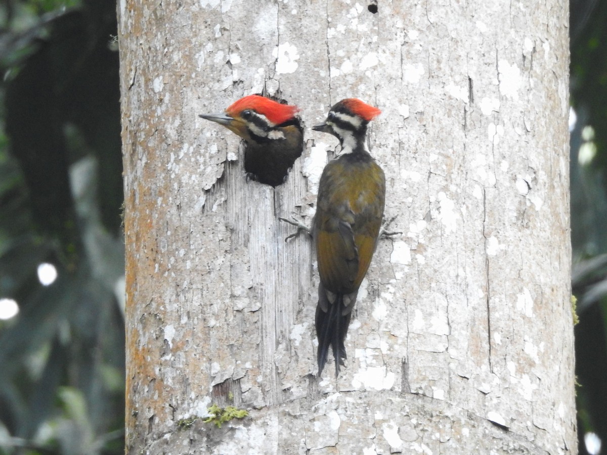 Olive-backed Woodpecker - ML155668221