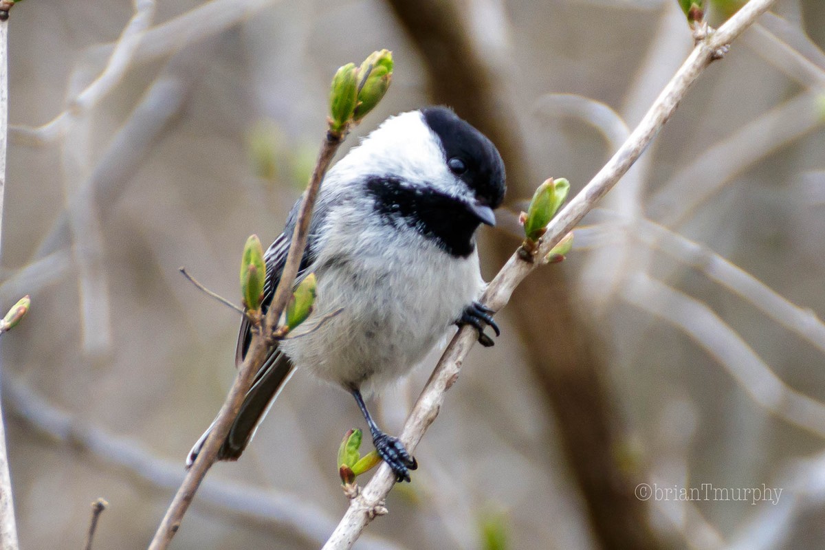 Black-capped Chickadee - Brian Murphy