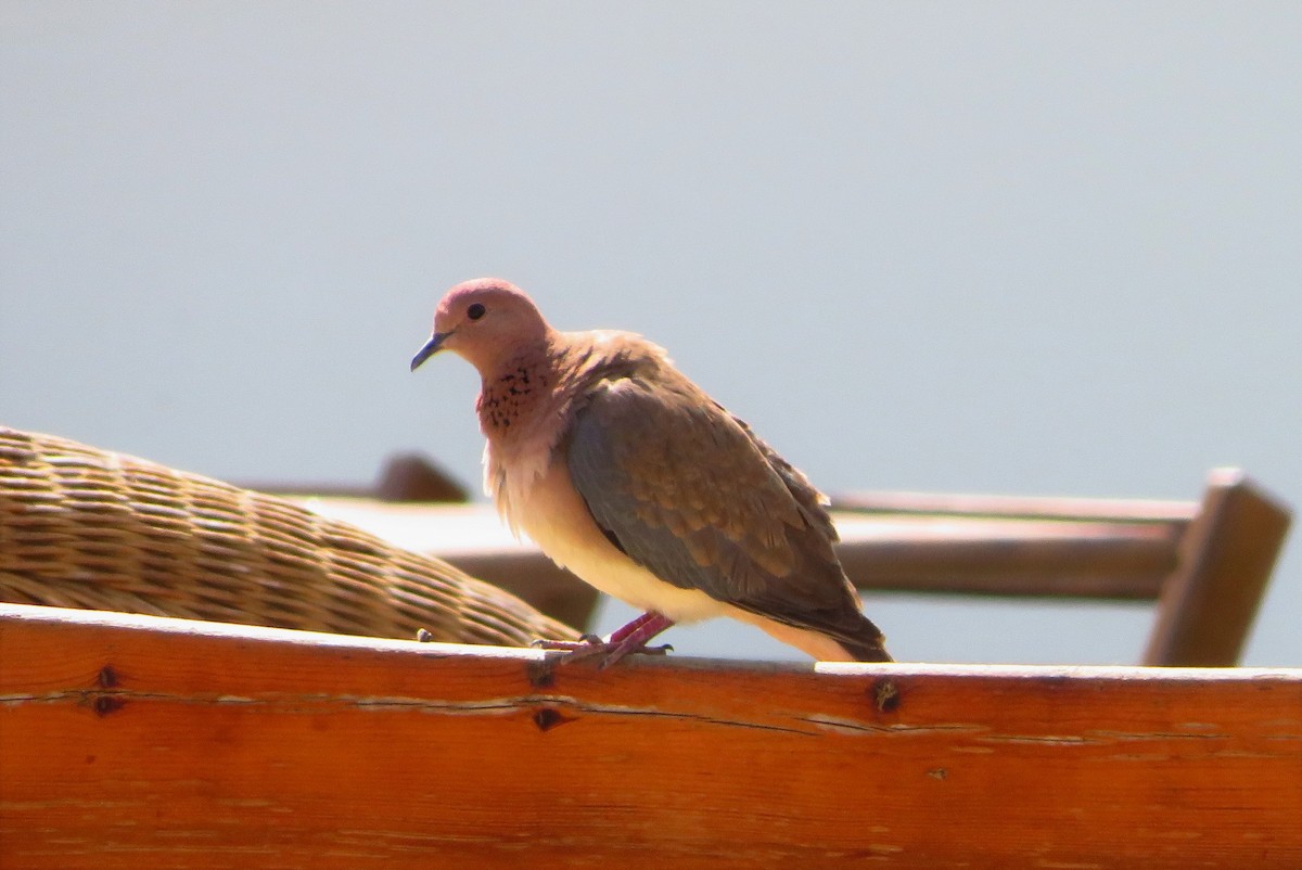 Laughing Dove - Alexandre Hespanhol Leitão