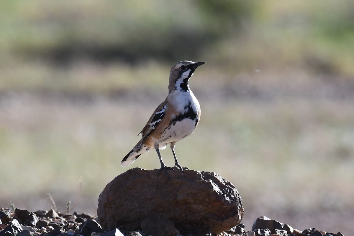 Cinnamon Quail-thrush - ML155670991