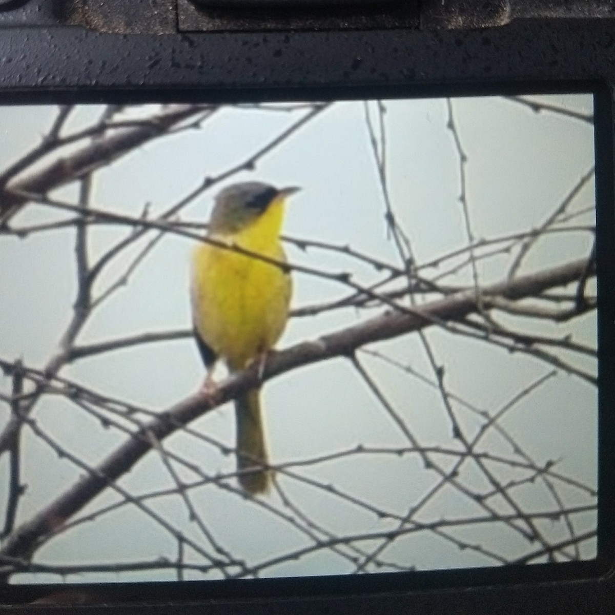 Gray-crowned Yellowthroat - ML155671051