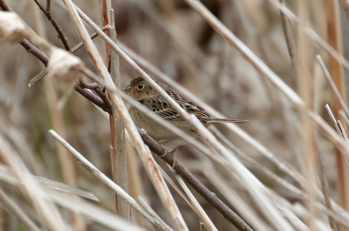 Grasshopper Sparrow - James Sawusch