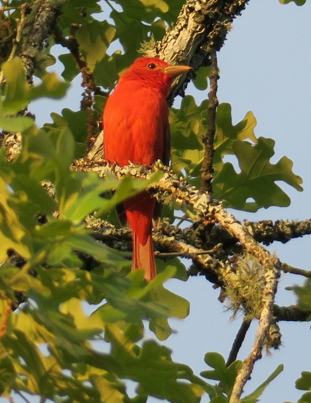 Summer Tanager - Mary DeWire