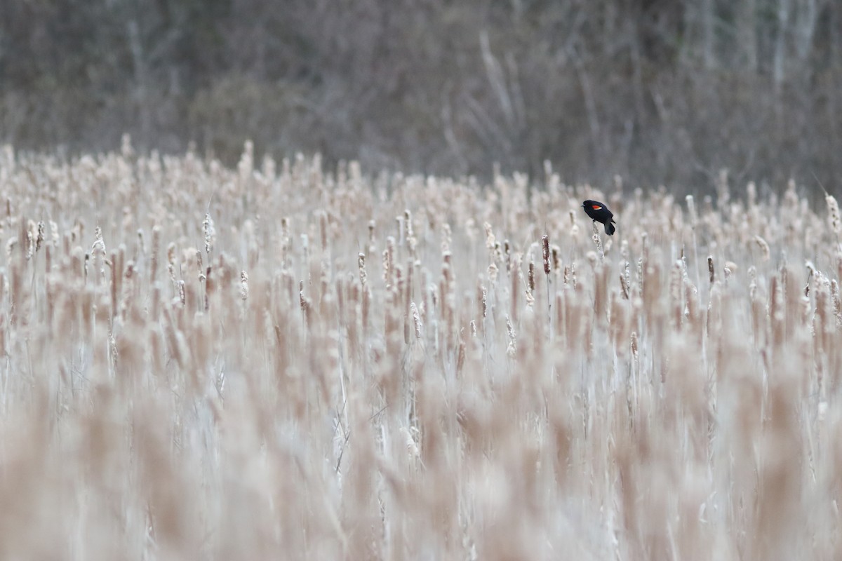 Red-winged Blackbird - ML155674221