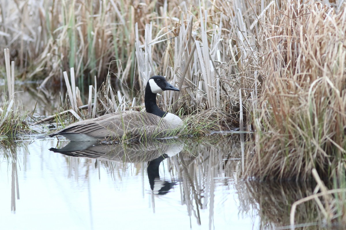 Canada Goose - ML155674331