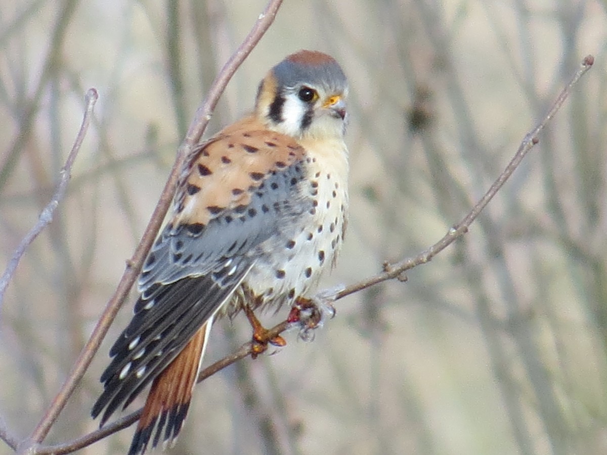 American Kestrel - ML155674711