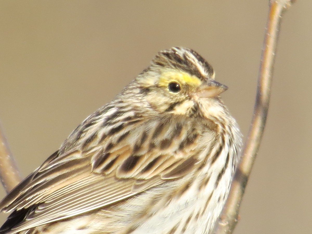 Savannah Sparrow - ML155674791