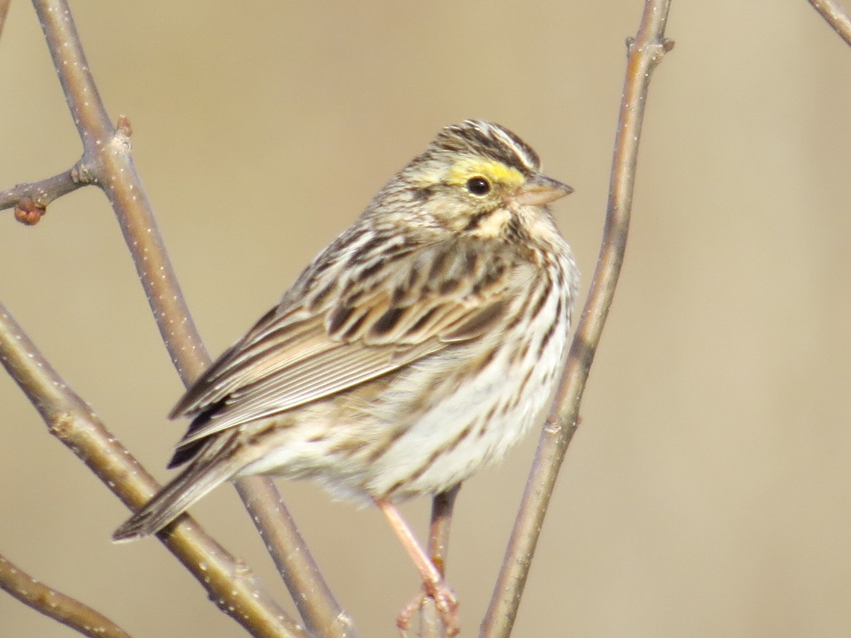 Savannah Sparrow - ML155675231