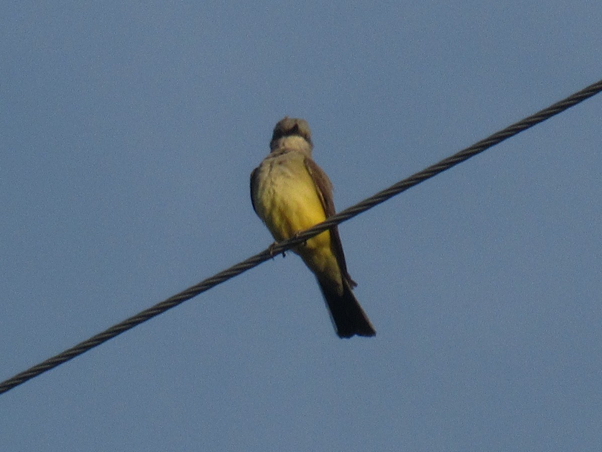 Western Kingbird - ML155676111