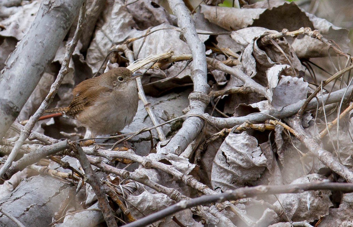 House Wren - J B