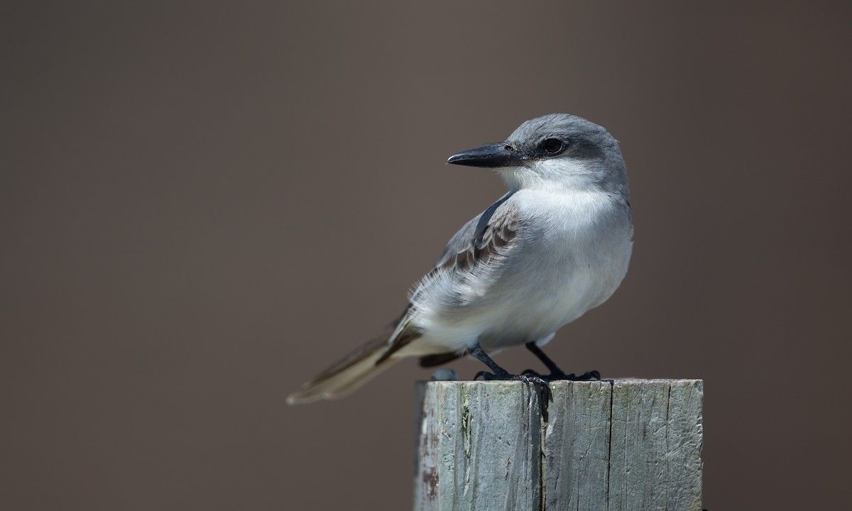 Gray Kingbird - Chris Wood