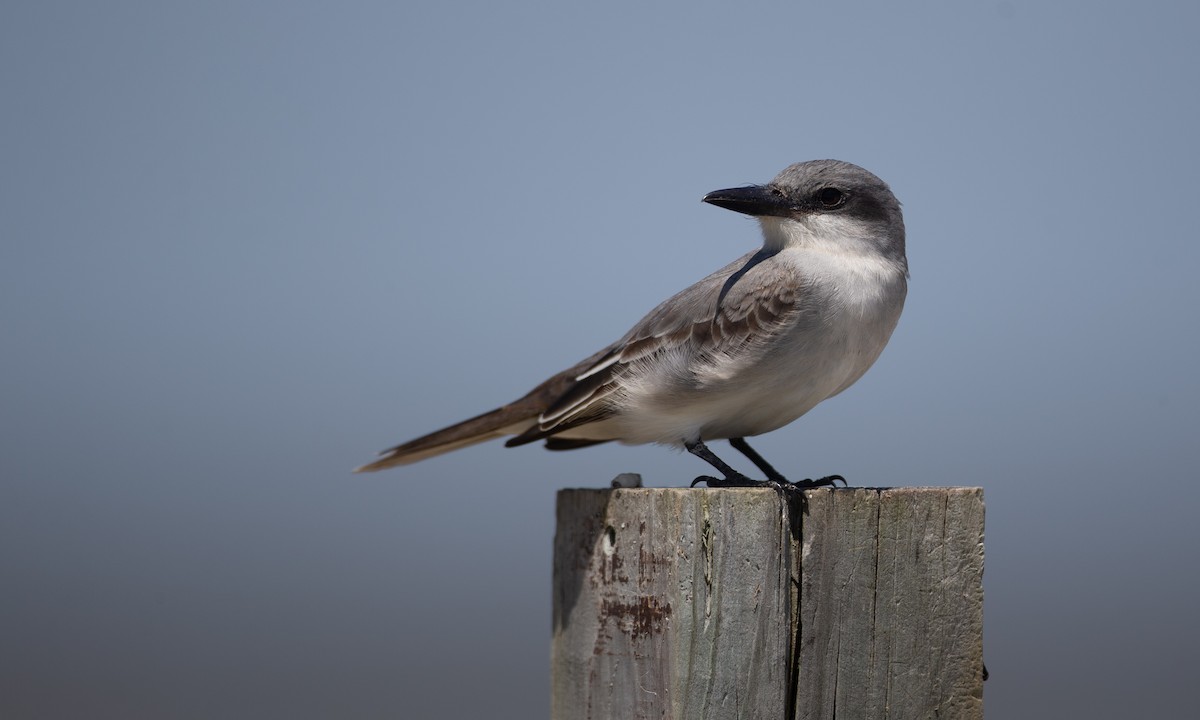 Gray Kingbird - ML155678601