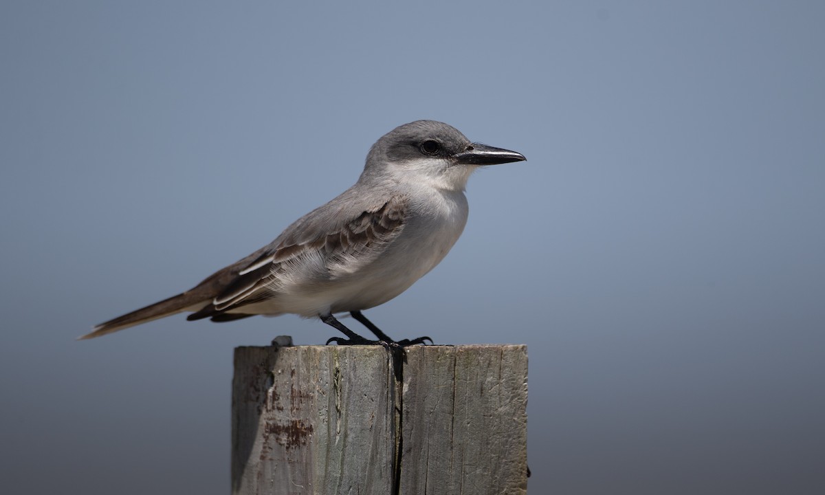 Gray Kingbird - ML155678611