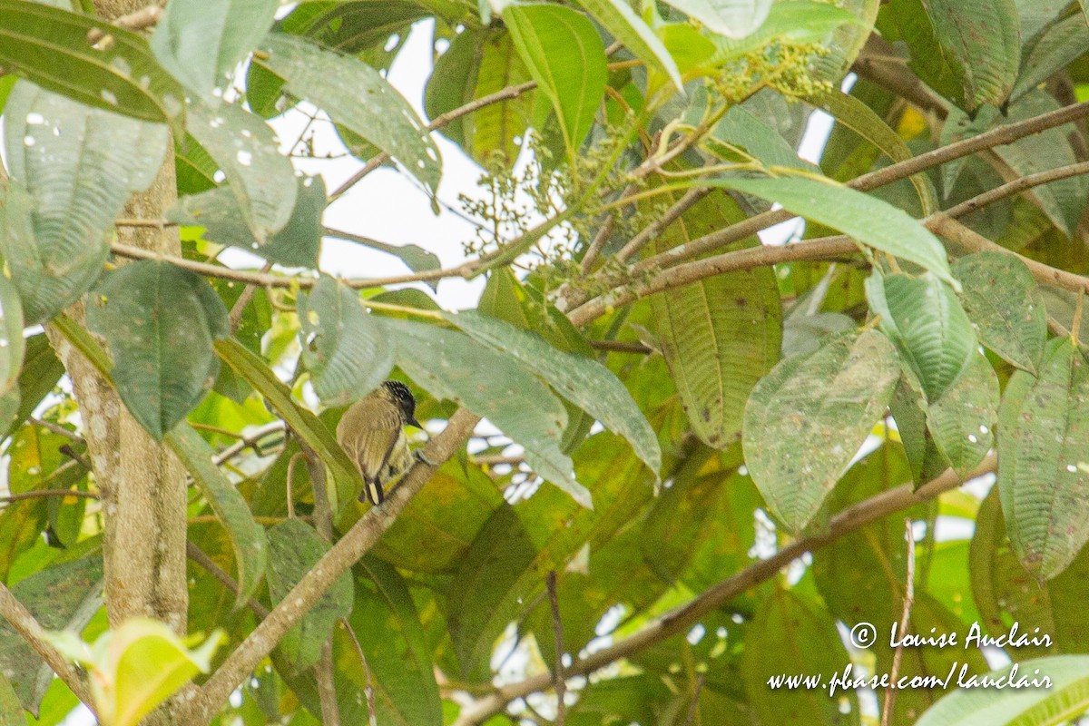 Olivaceous Piculet - ML155681521