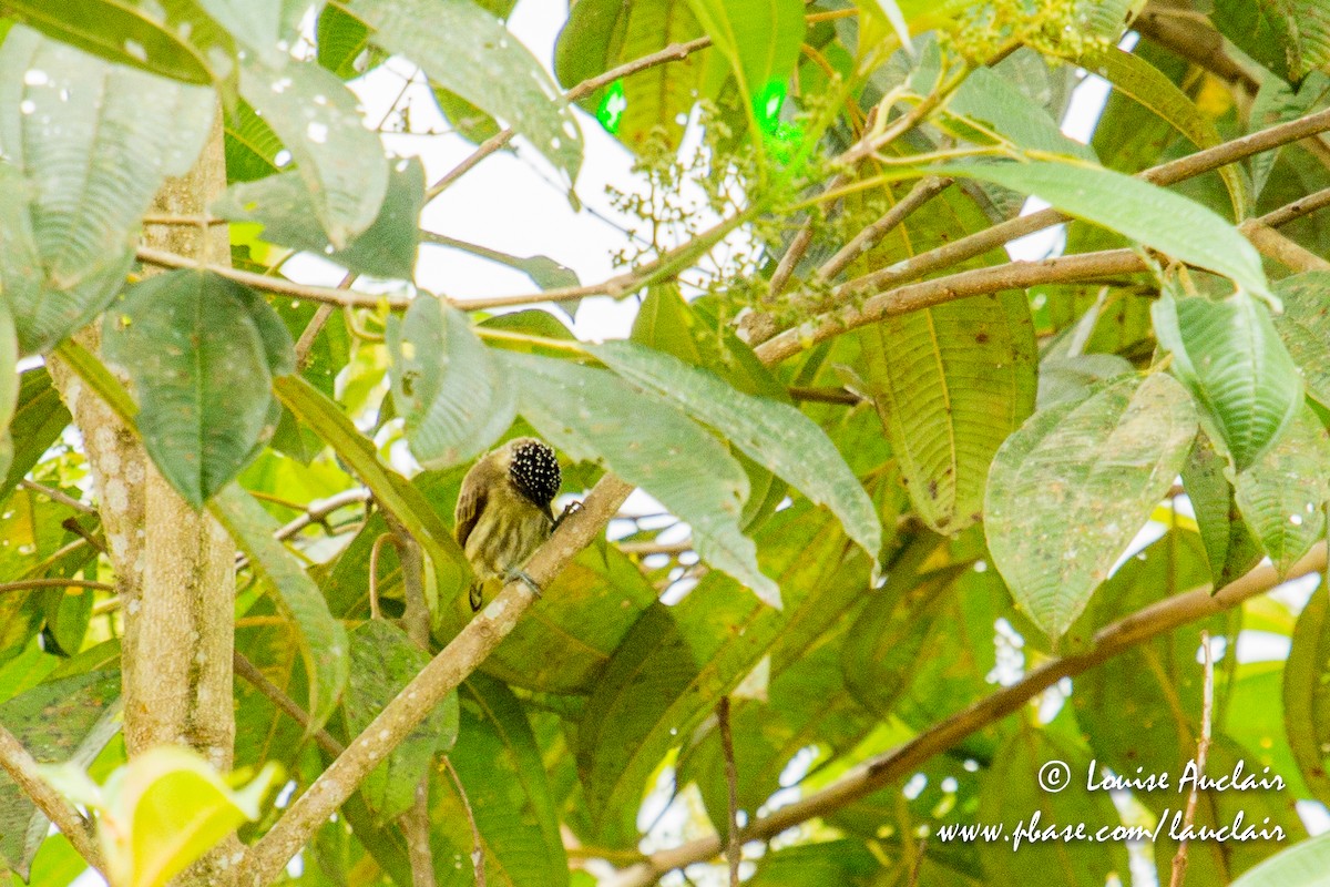 Olivaceous Piculet - ML155681531