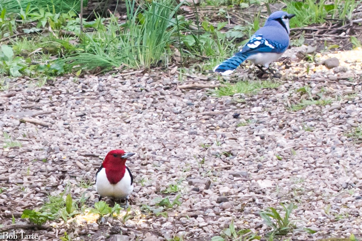 Red-headed Woodpecker - Bob Tarte