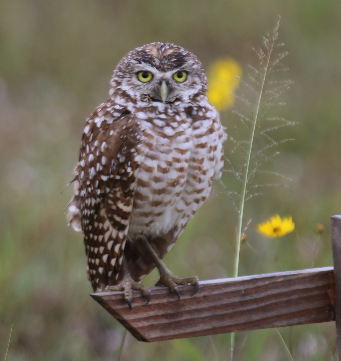 Burrowing Owl - ML155683381