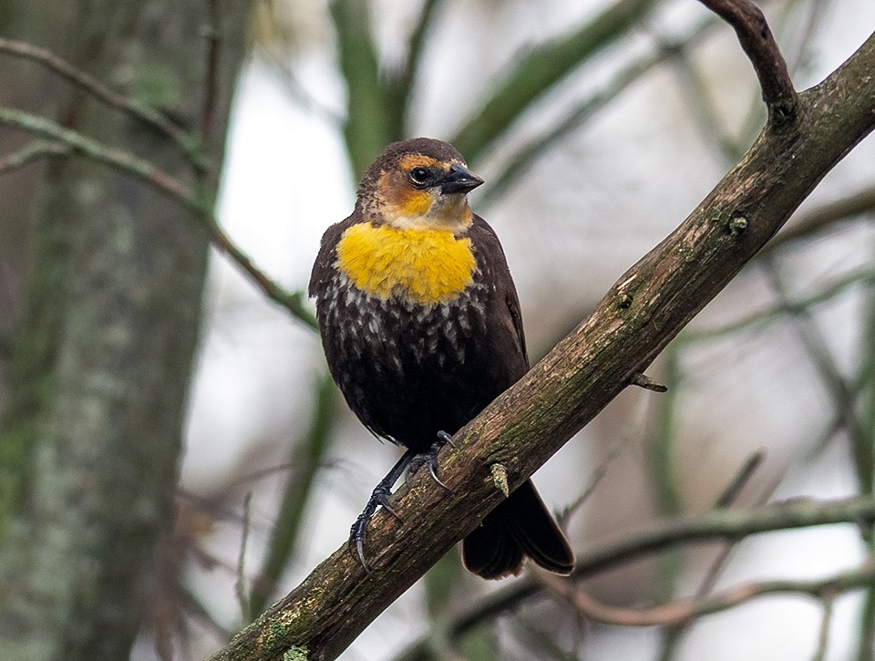 Yellow-headed Blackbird - ML155684381