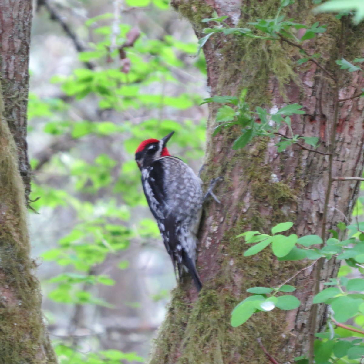 Red-naped Sapsucker - Arthur Robinson