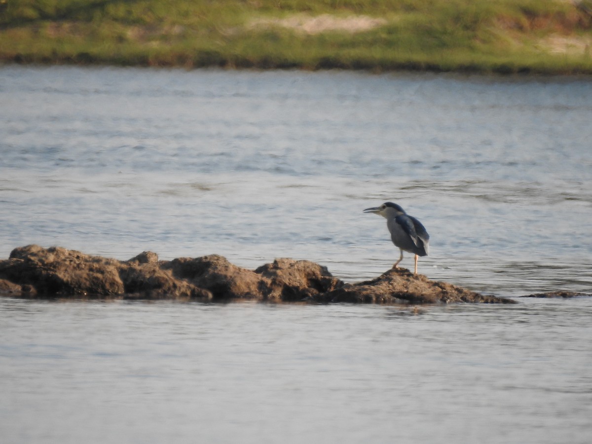 Black-crowned Night Heron - ML155685151