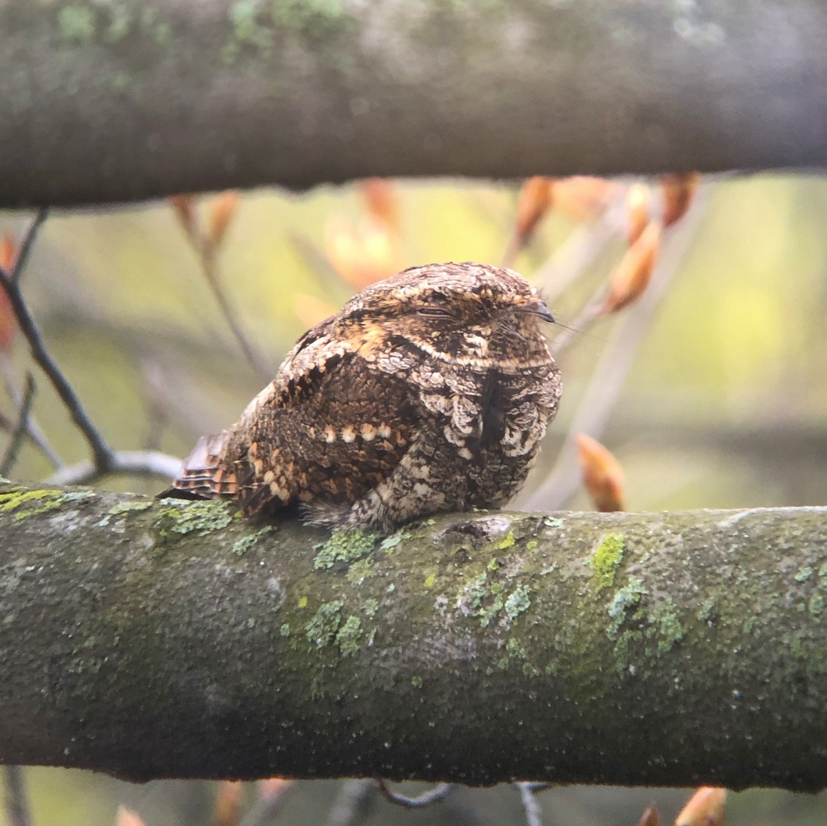 Eastern Whip-poor-will - Kevin Rybczynski