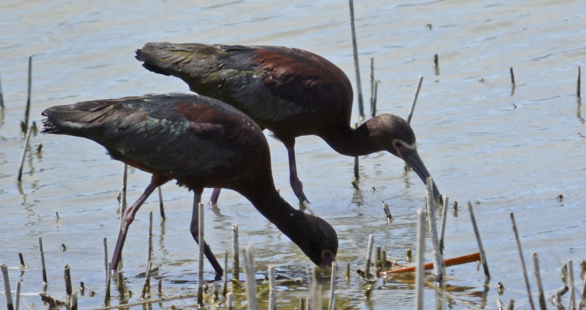 Ibis à face blanche - ML155686681