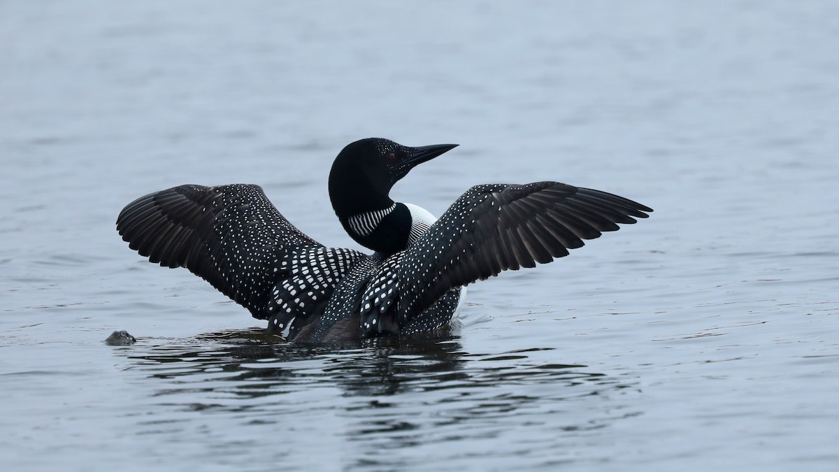 Common Loon - ML155688521