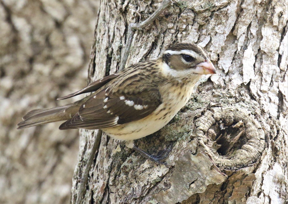 Rose-breasted Grosbeak - ML155689801