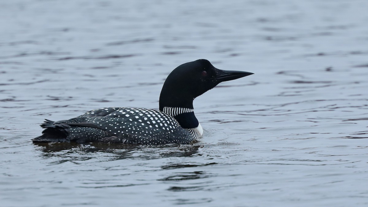 Common Loon - ML155690311