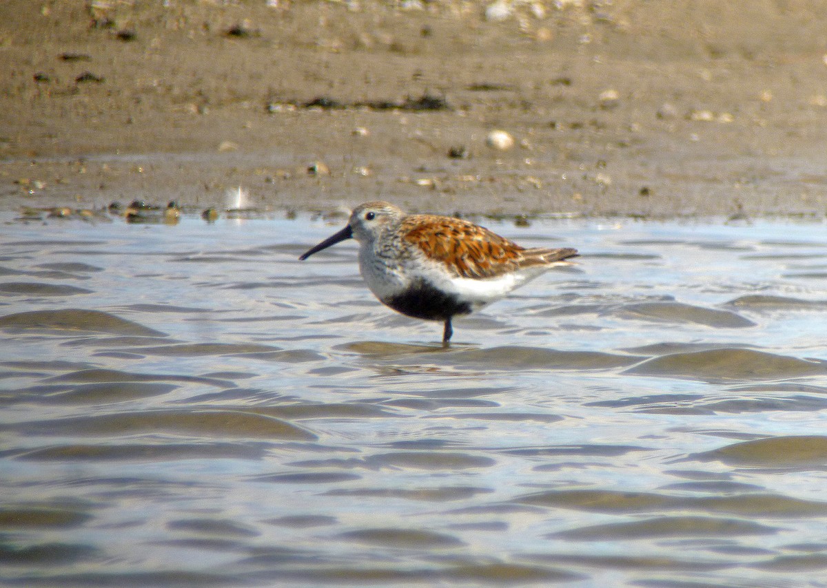 Alpenstrandläufer - ML155690341