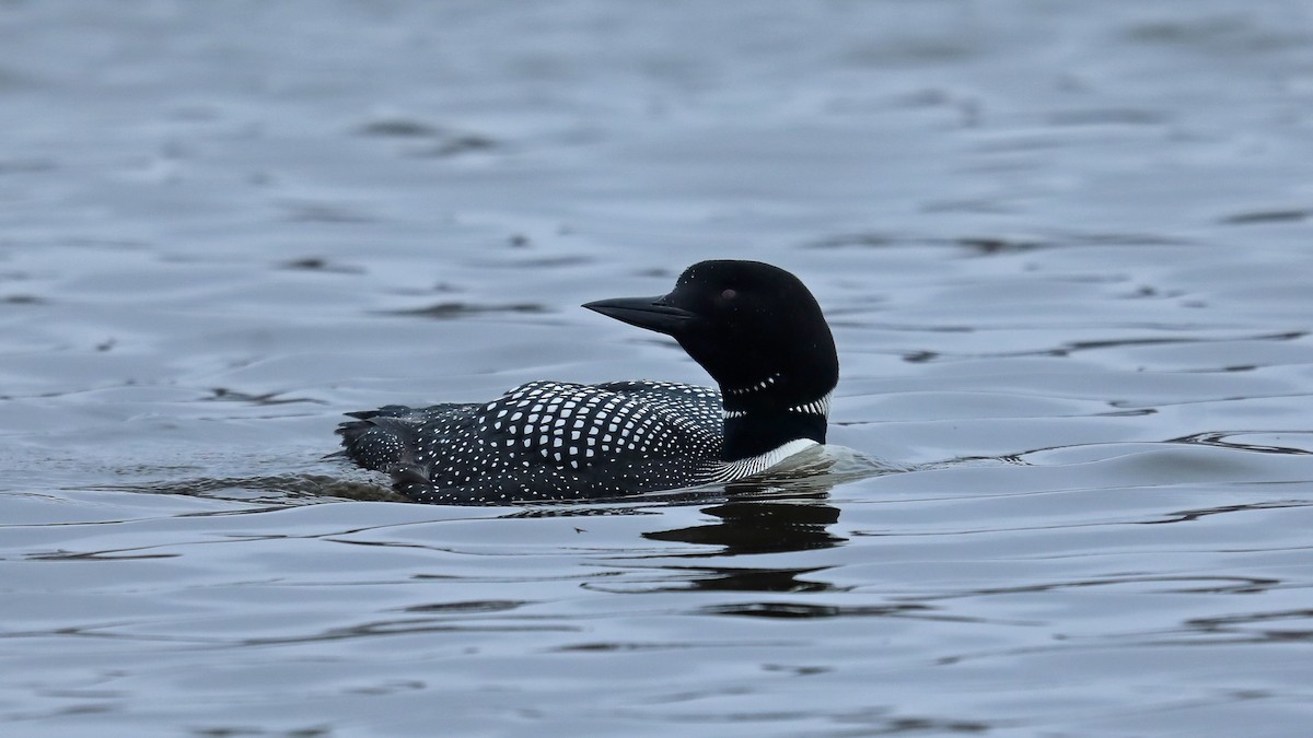 Common Loon - ML155690361