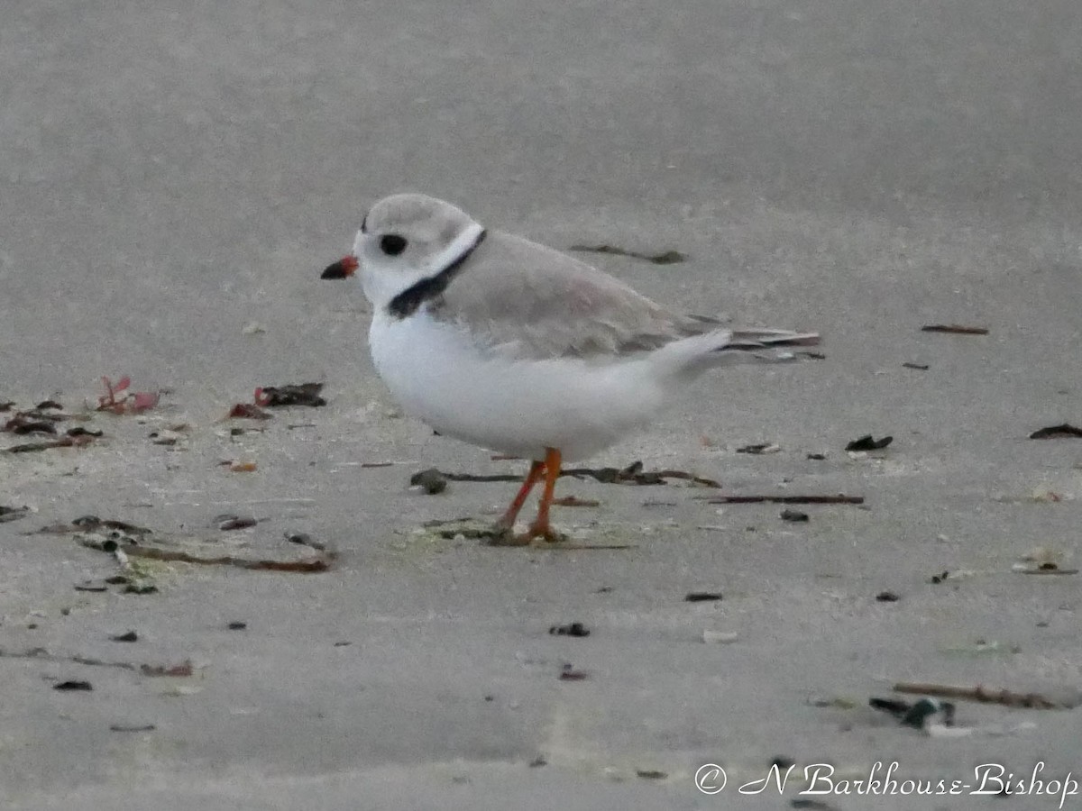 Piping Plover - ML155693631