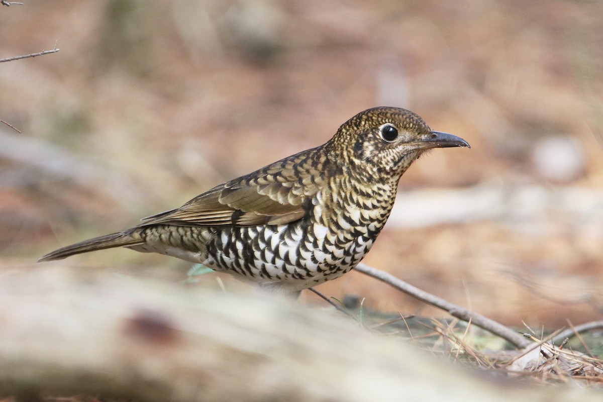 Bassian Thrush - ML155693991