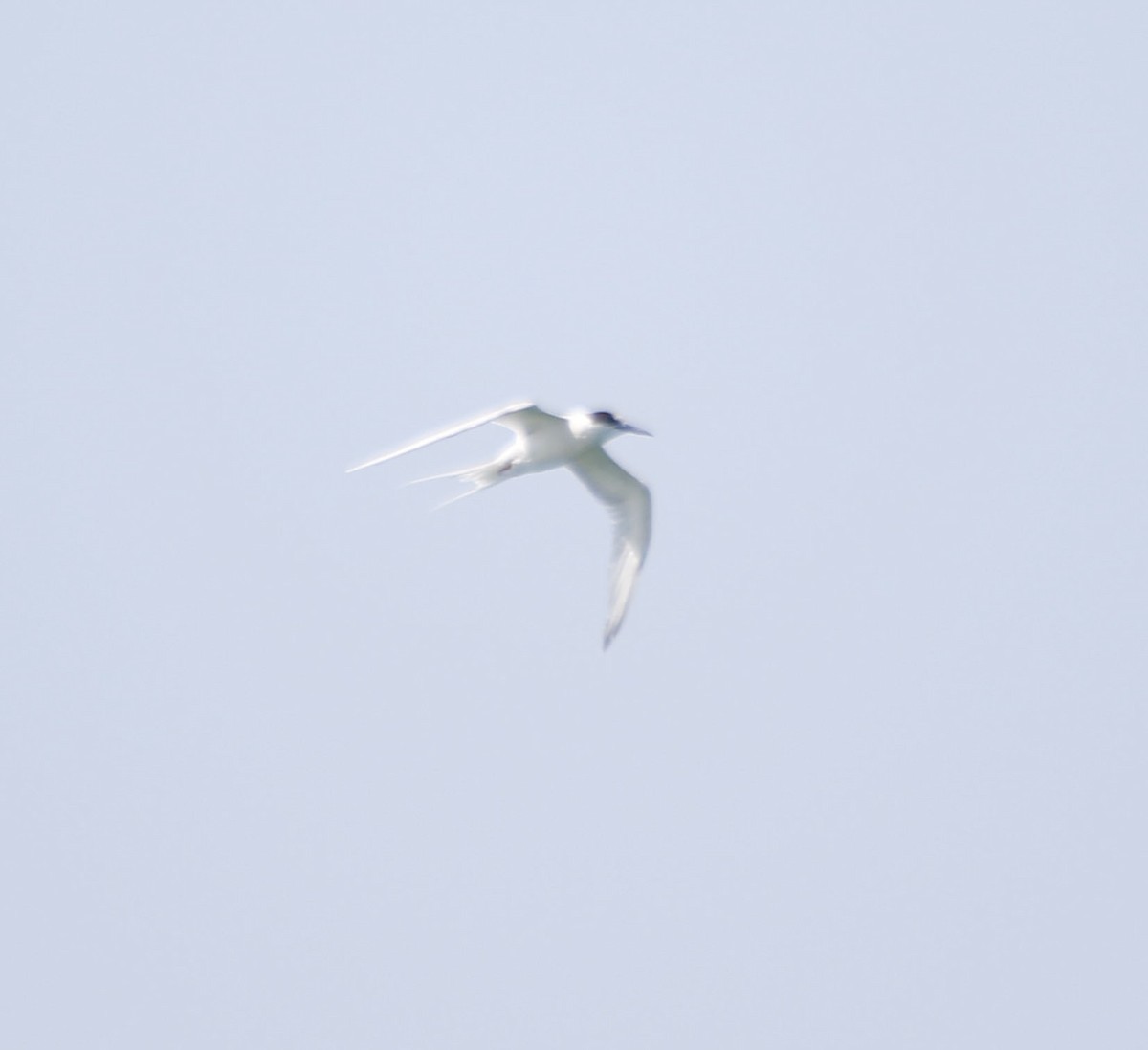 Roseate Tern - Eary Warren