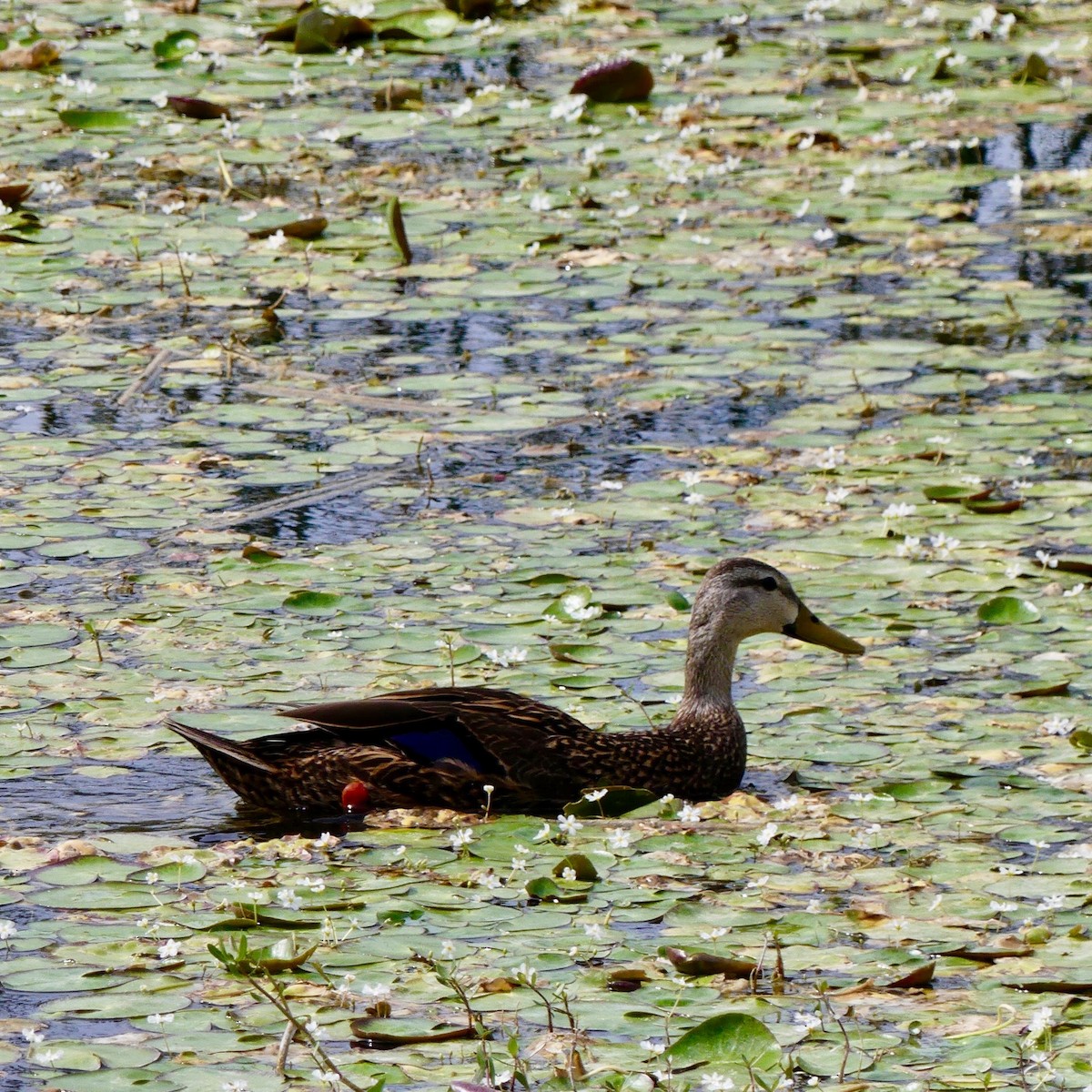 Mottled Duck (Florida) - ML155696101