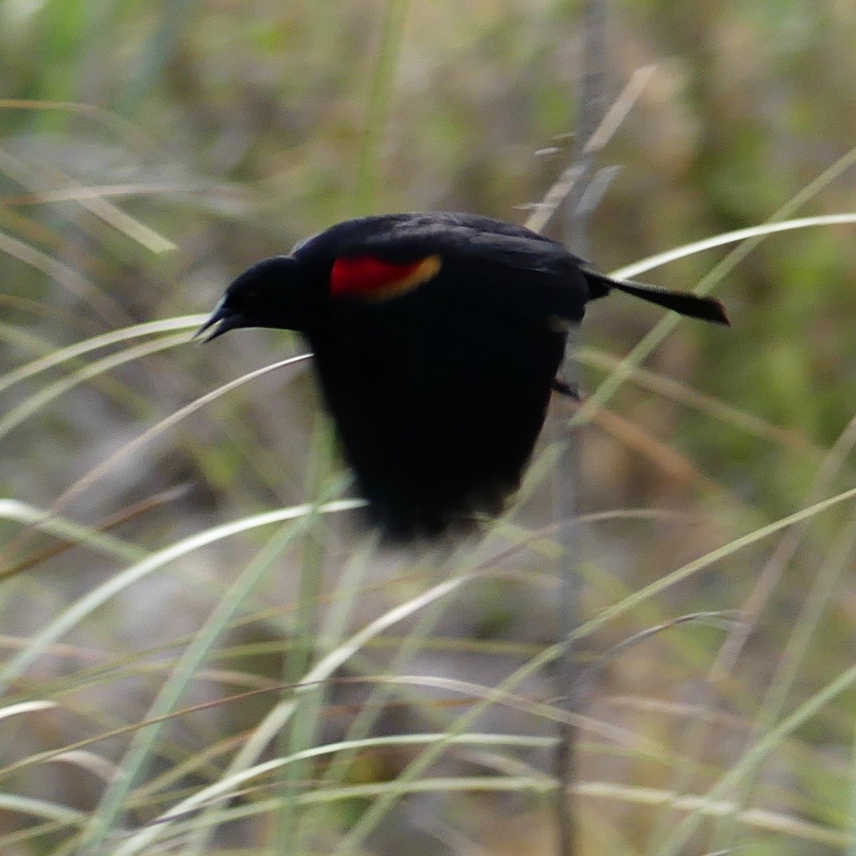 Red-winged Blackbird (Red-winged) - ML155696691