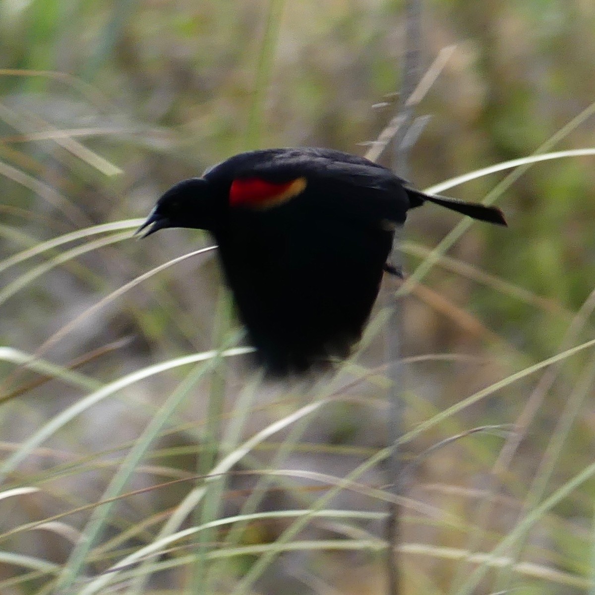 rødvingetrupial (phoeniceus gr.) - ML155696691