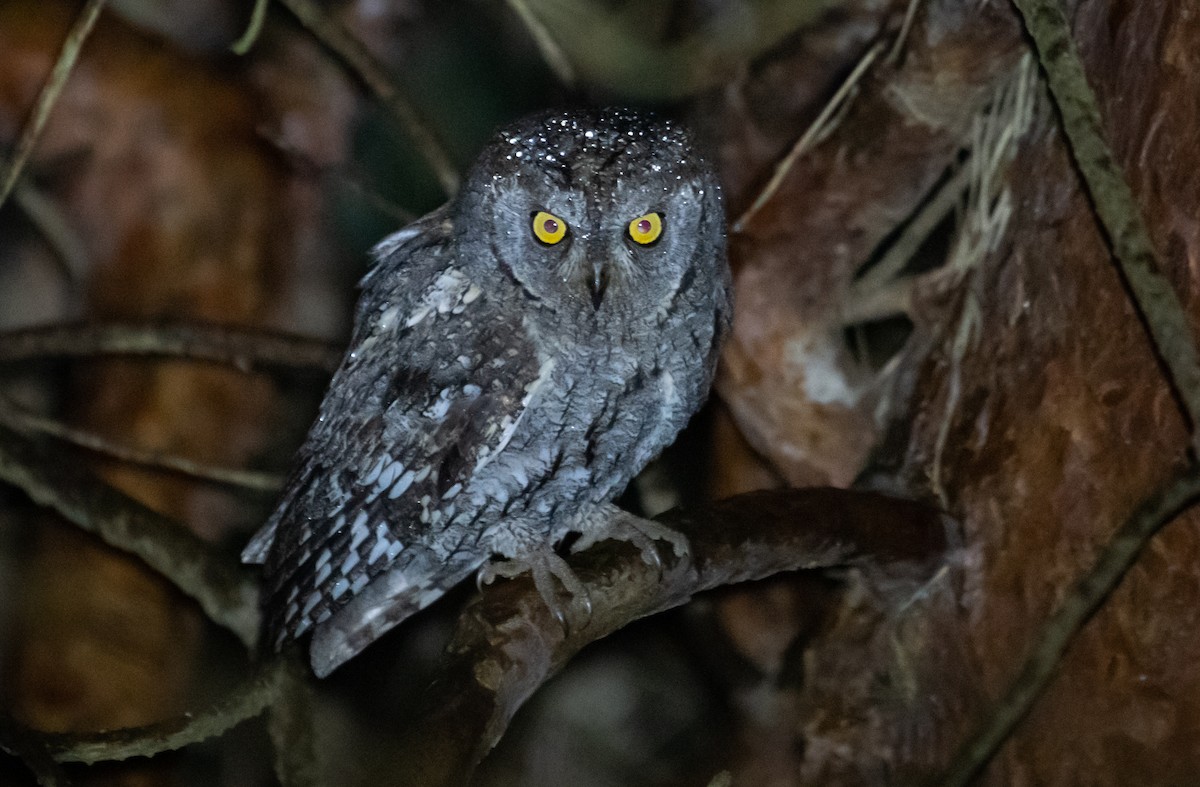 Eurasian Scops-Owl - ML155697461