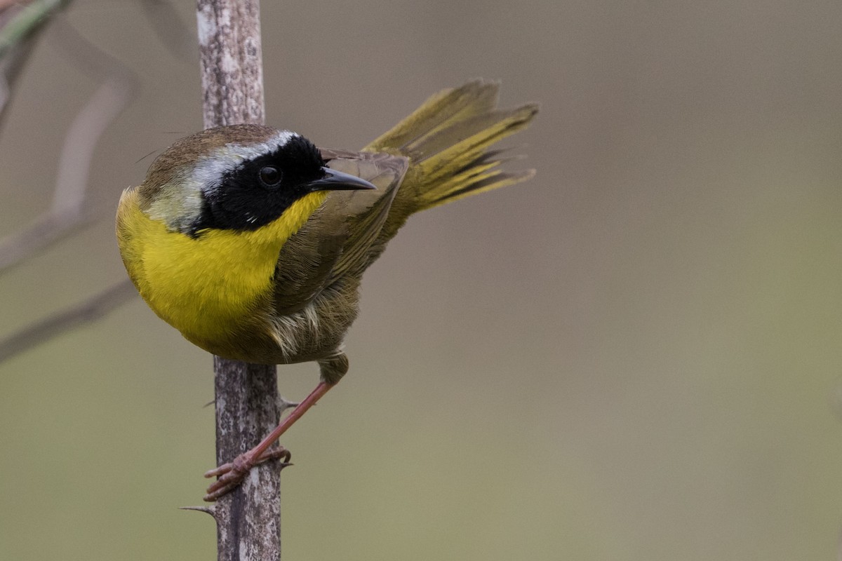 Common Yellowthroat - ML155698121