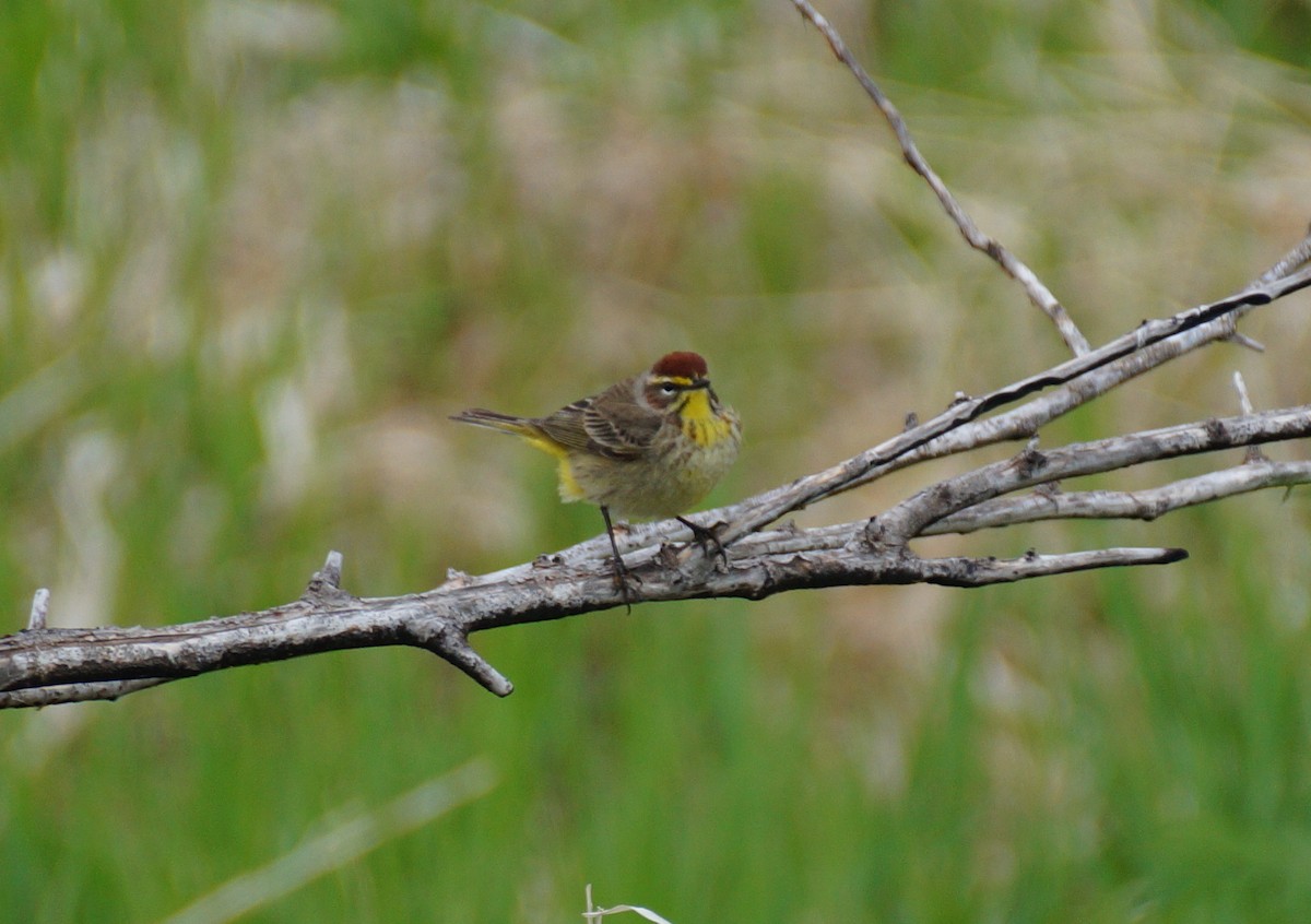 Palm Warbler - ML155698211