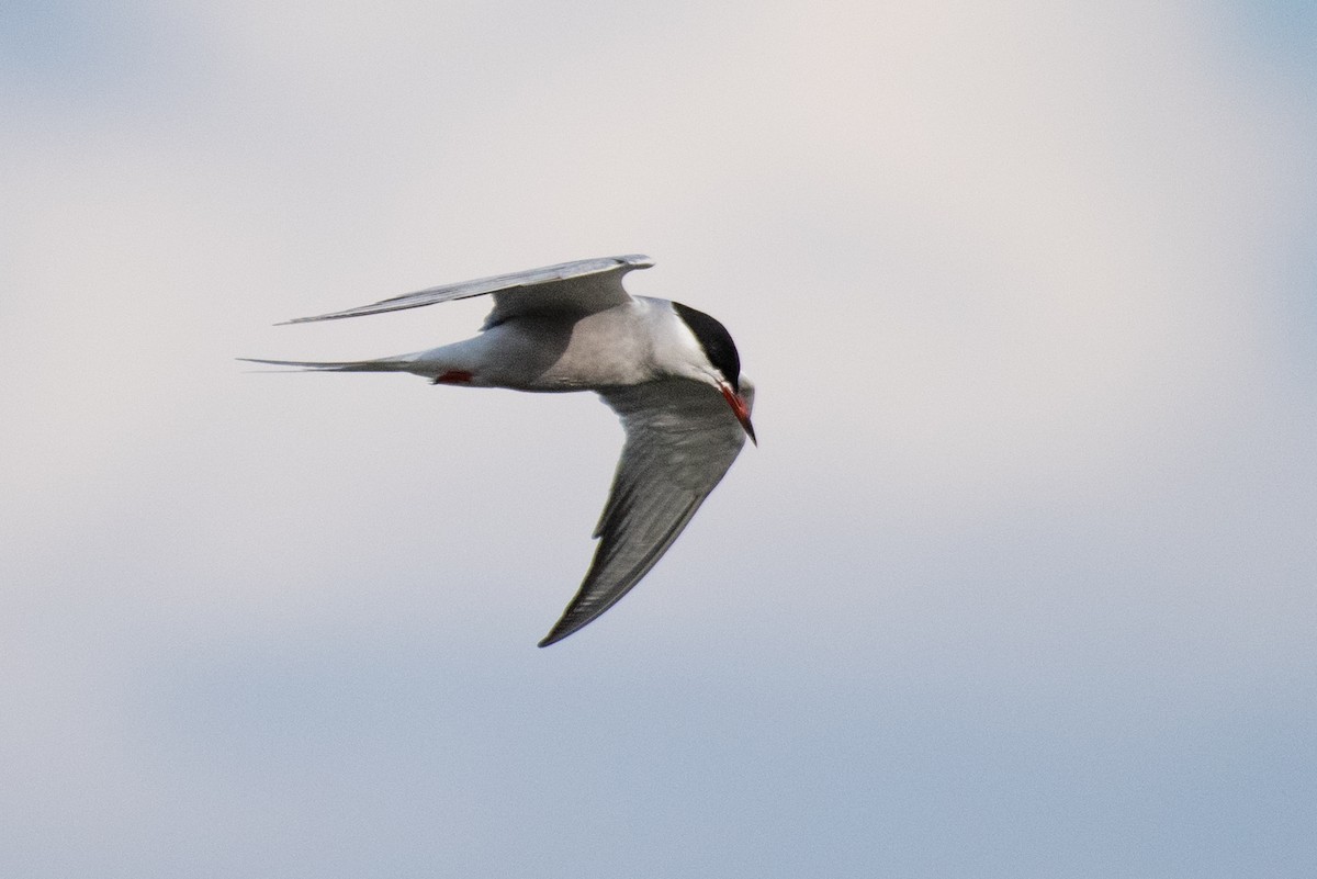 Common Tern - ML155699661