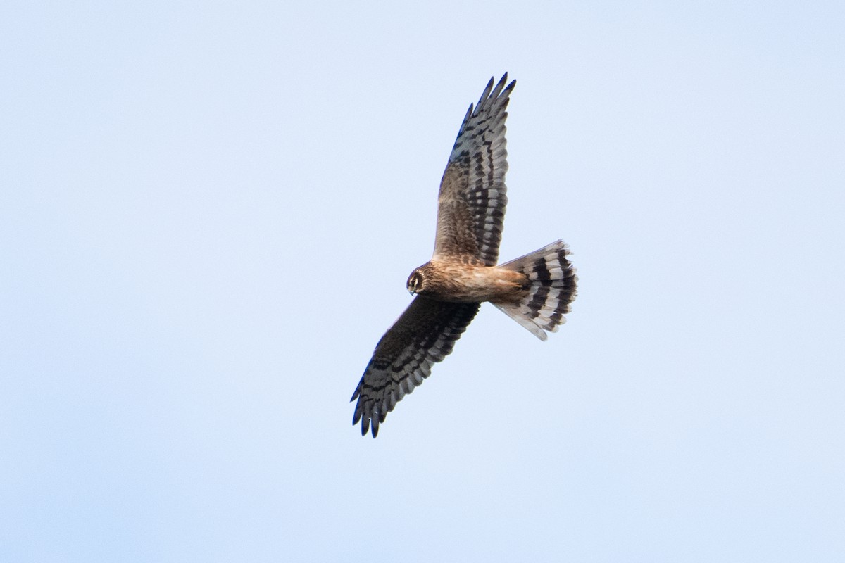 Hen Harrier - Adam Jackson