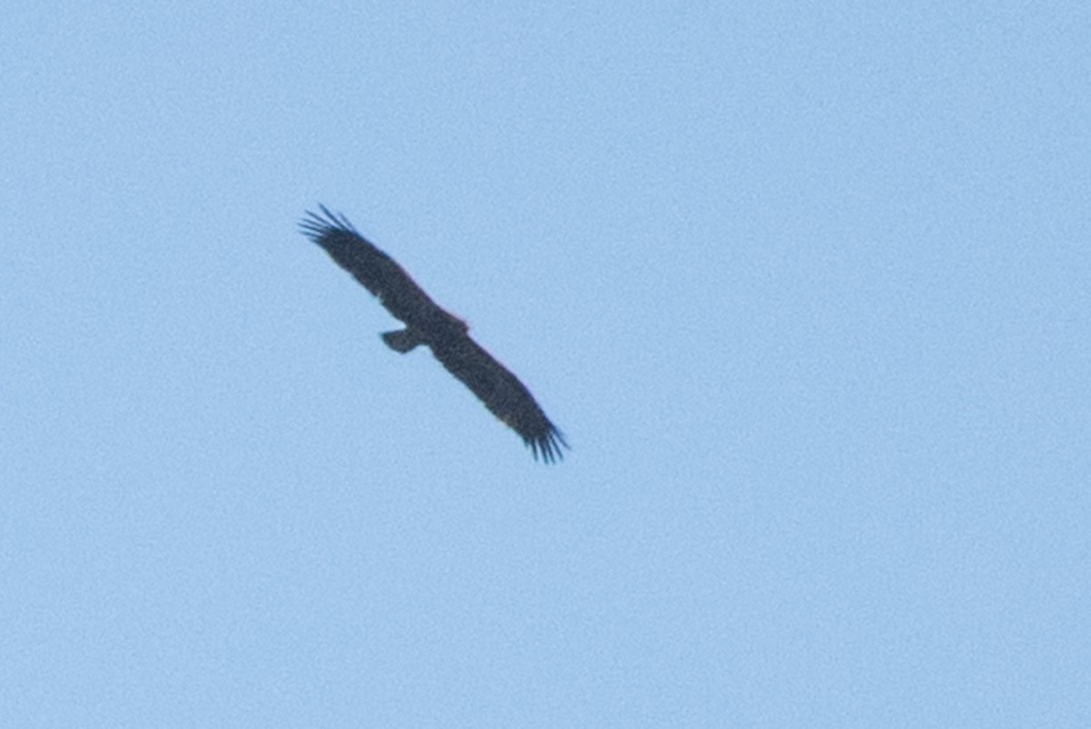 Lesser Spotted Eagle - Adam Jackson