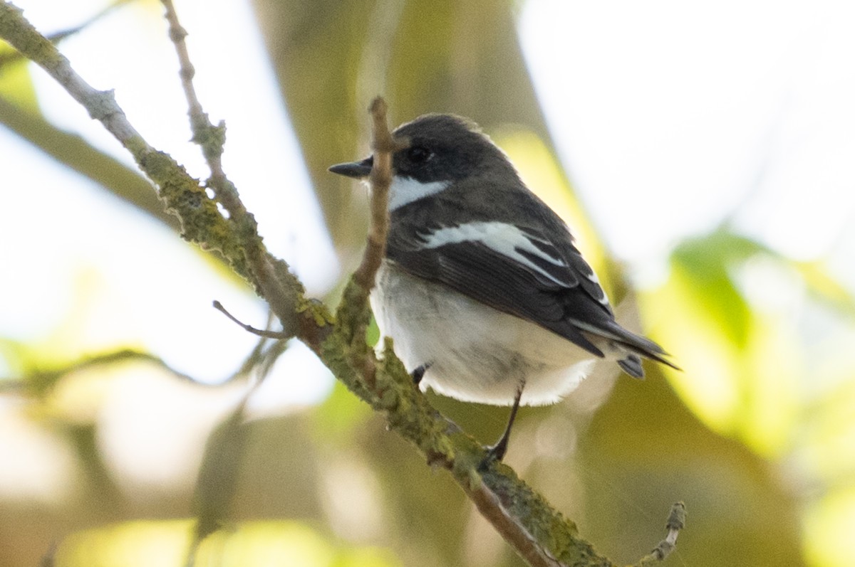 European Pied Flycatcher - ML155700981