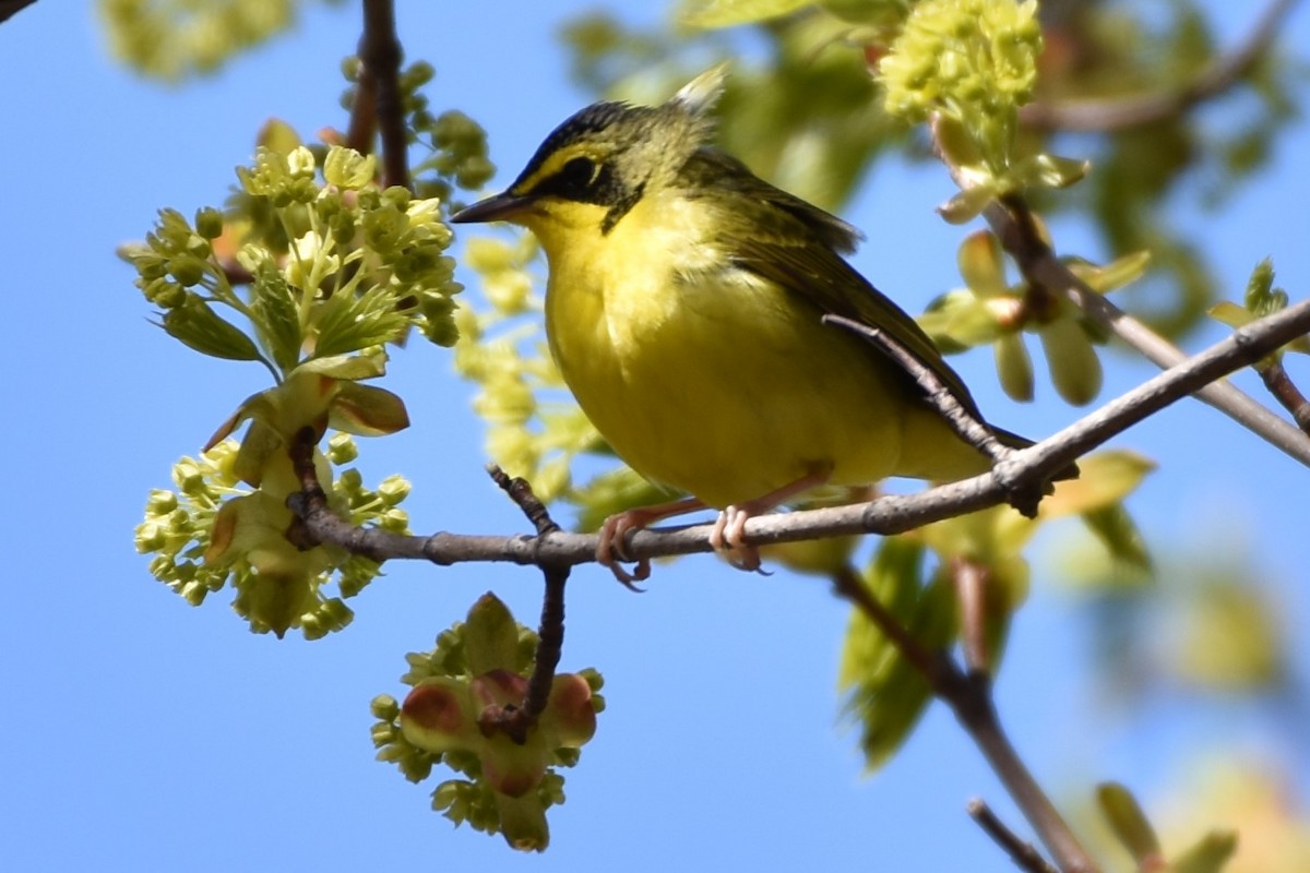 Kentucky Warbler - ML155701331