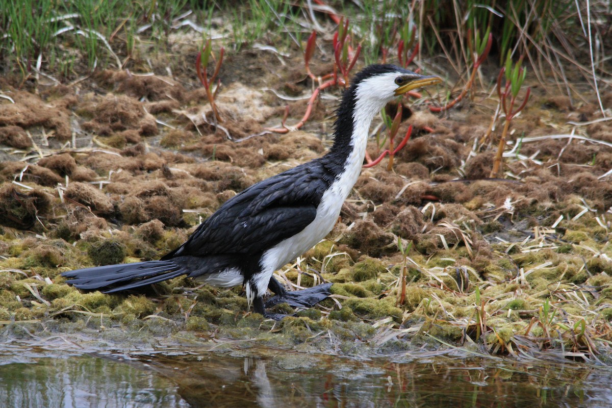 Little Pied Cormorant - ML155702791